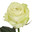 Роза белая 70см