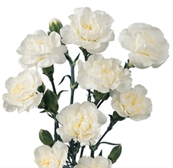 заказ живых цветов на похороны гвоздика белая