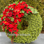 Ритуальный венок-кольцо Премиум 70см с еловыми ветками и красными цветами