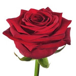 Роза красная Гран-при или Рэд Наоми 70см