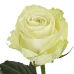 Роза белая 70см