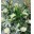 Корзина на похороны из белых роз, лилии и гипсофилы