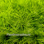 Газон-трава искусственный 26*26 см на могилу