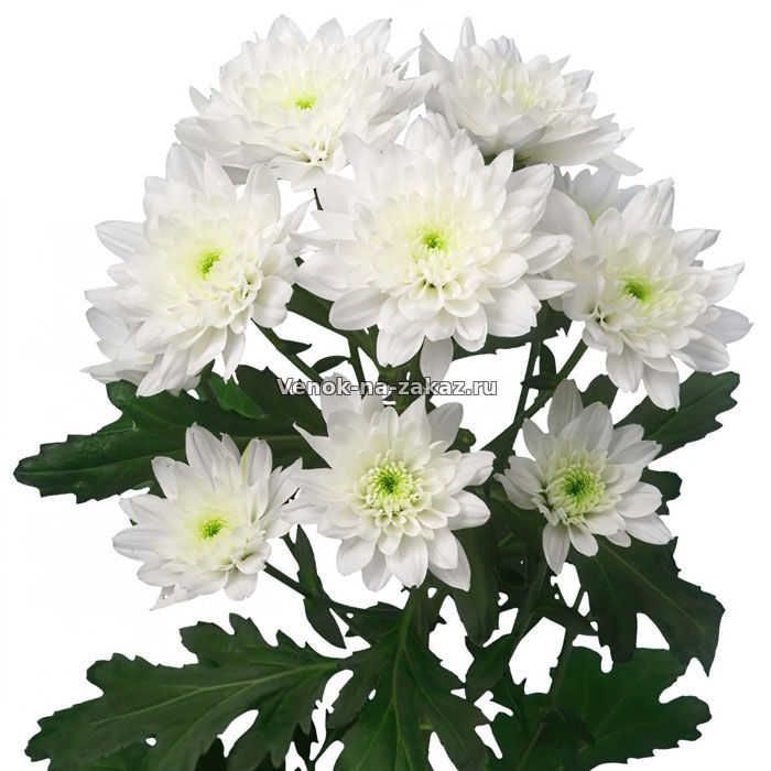 Цветы на похороны - Хризантема кустовая белая купить