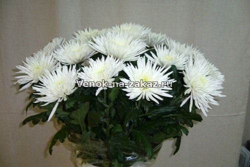 Купить живые цветы на похороны хризантема белая